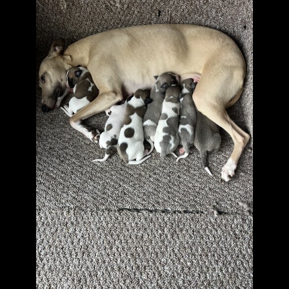 Whippet - Both