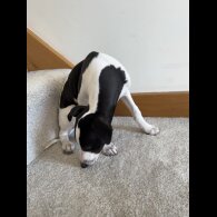 Whippet - Dogs