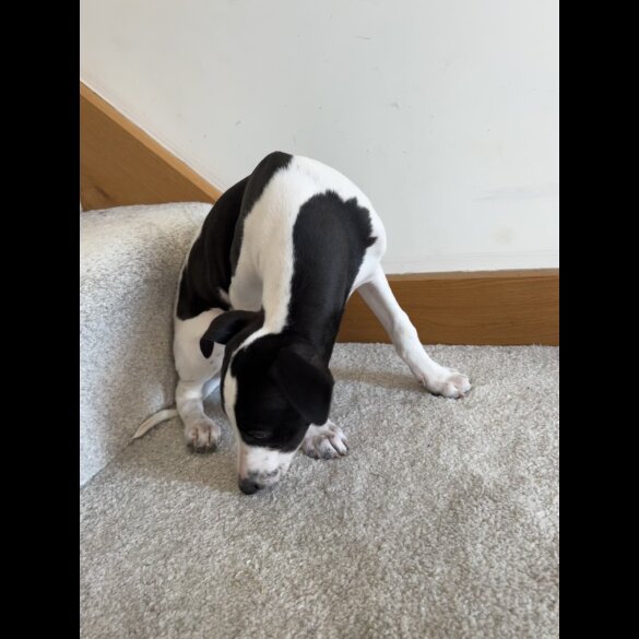 Whippet - Dogs