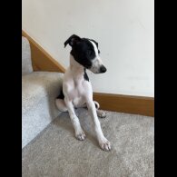 Whippet - Dogs