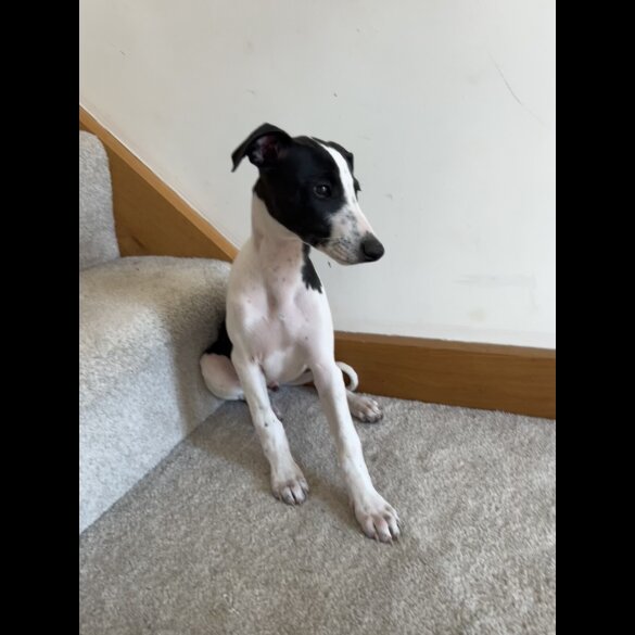 Whippet - Dogs