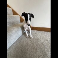 Whippet - Dogs