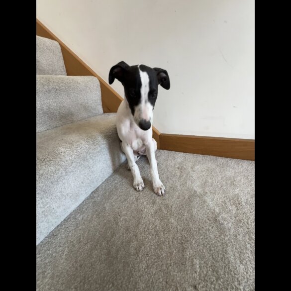 Whippet - Dogs