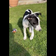 Whippet - Dogs