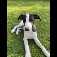 Whippet - Dogs