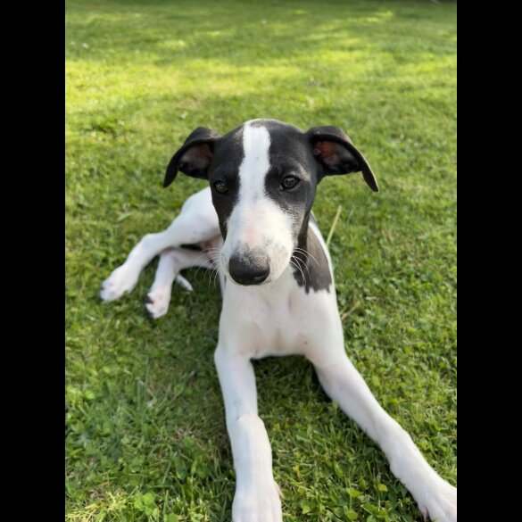 Whippet - Dogs