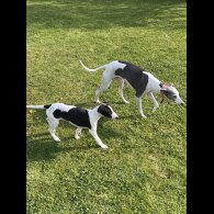 Whippet - Dogs