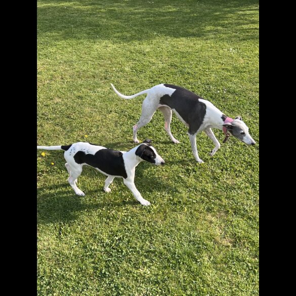 Whippet - Dogs