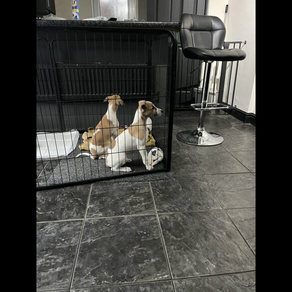 Whippet - Dogs