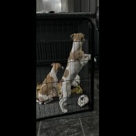 Whippet - Dogs
