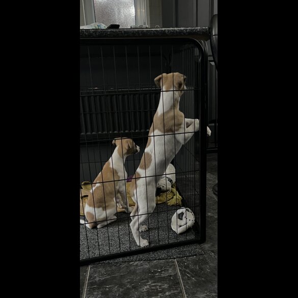 Whippet - Dogs