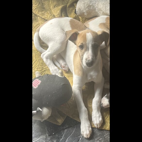 Whippet - Dogs