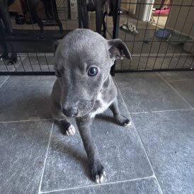 Whippet - Both