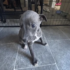 Whippet - Both