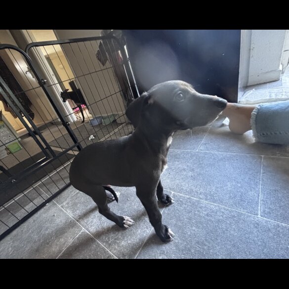Whippet - Both