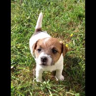 Mixed Breed - Both