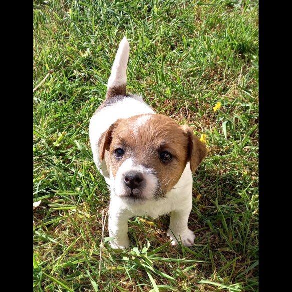 Mixed Breed - Both