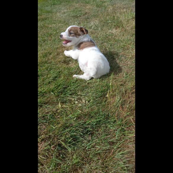 Mixed Breed - Both