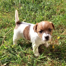 Mixed Breed - Both