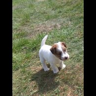Mixed Breed - Both