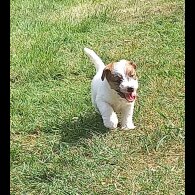 Mixed Breed - Both