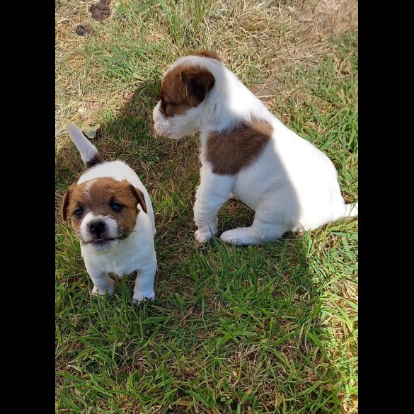 Mixed Breed - Both