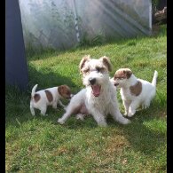 Mixed Breed - Both