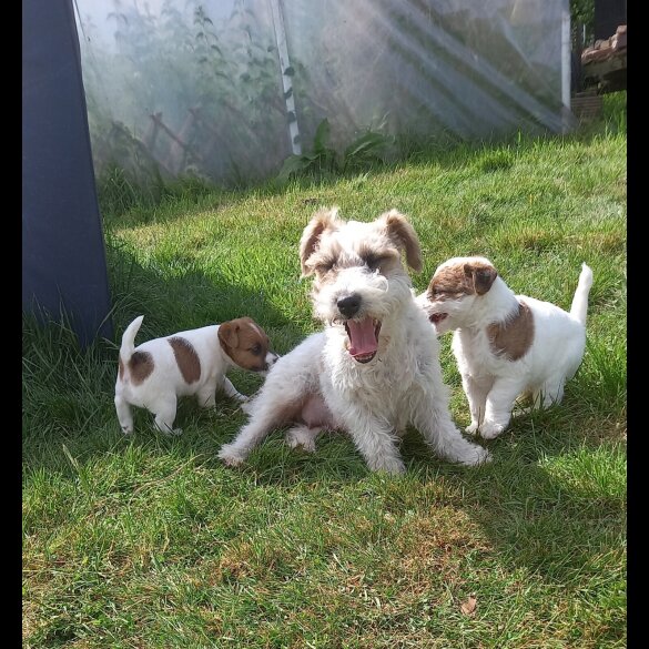 Mixed Breed - Both