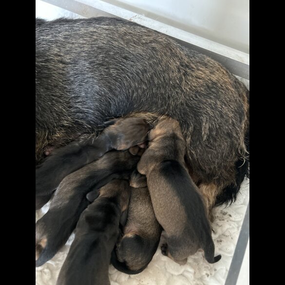 Dachshund (Standard &amp; Miniature) - Both