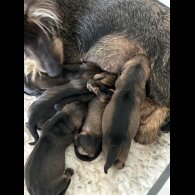 Dachshund (Standard &amp; Miniature) - Both
