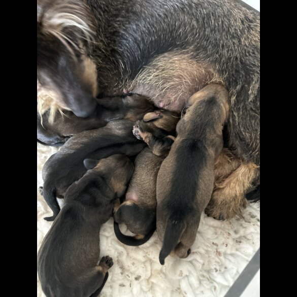 Dachshund (Standard &amp; Miniature) - Both
