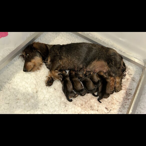 Dachshund (Standard &amp; Miniature) - Both