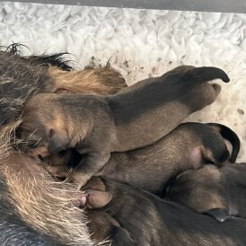 Dachshund (Standard &amp; Miniature) - Both