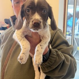 English Springer Spaniel - Bitches