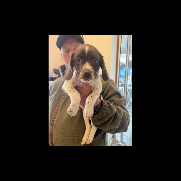 English Springer Spaniel - Bitches