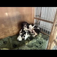 English Springer Spaniel - Bitches