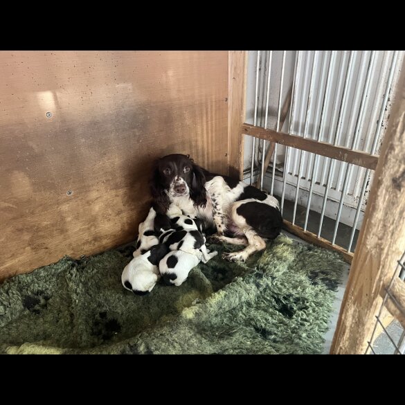 English Springer Spaniel - Bitches
