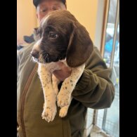 English Springer Spaniel - Bitches