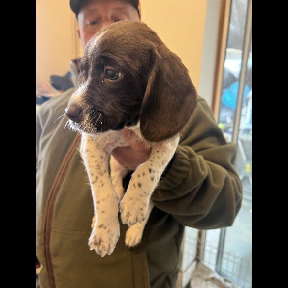 English Springer Spaniel - Bitches