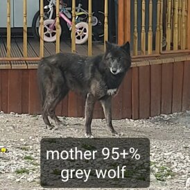 Saarloos Wolfdog - Bitches