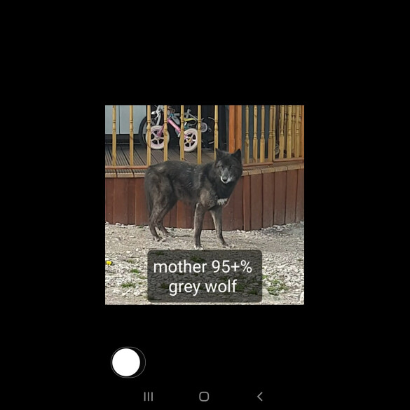 Saarloos Wolfdog - Bitches