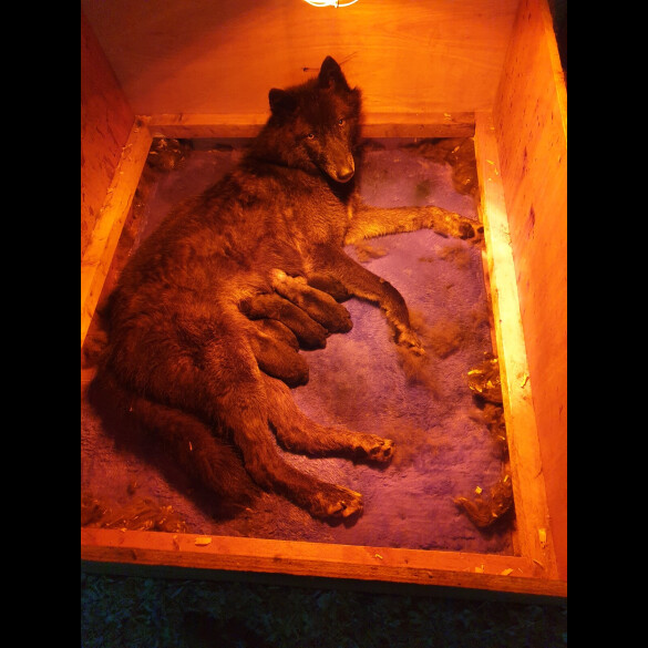 Saarloos Wolfdog - Bitches