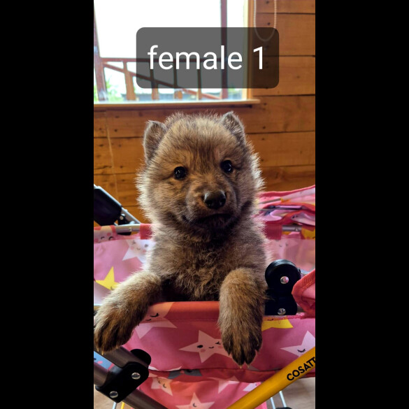 Saarloos Wolfdog - Bitches