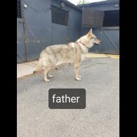 Saarloos Wolfdog - Bitches