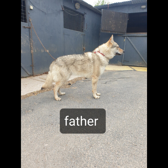 Saarloos Wolfdog - Bitches