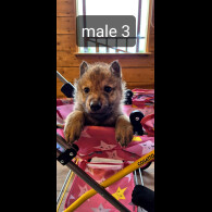 Saarloos Wolfdog - Bitches