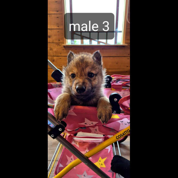 Saarloos Wolfdog - Bitches