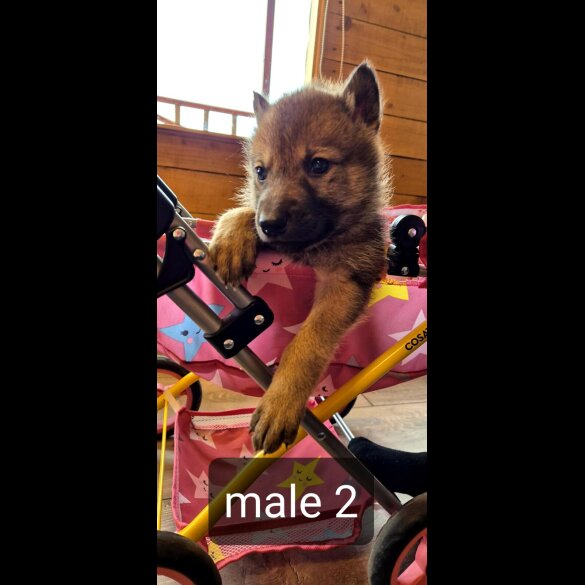 Saarloos Wolfdog - Bitches