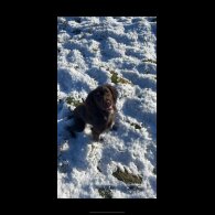 Cocker Spaniel (Working &amp; Show) - Both