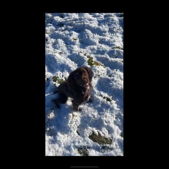 Cocker Spaniel (Working &amp; Show) - Both